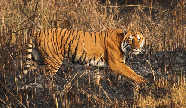 A Detailed Guide to Wildlife Photography in Corbett National Park